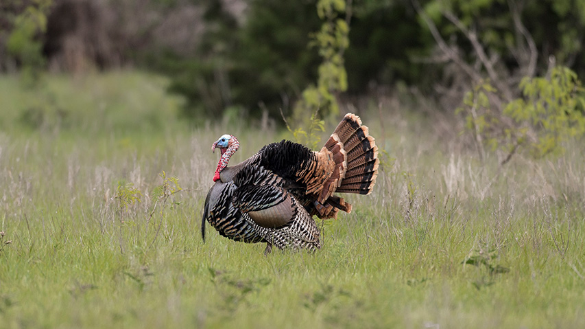 Read more about the article Harvested: One For Diddy