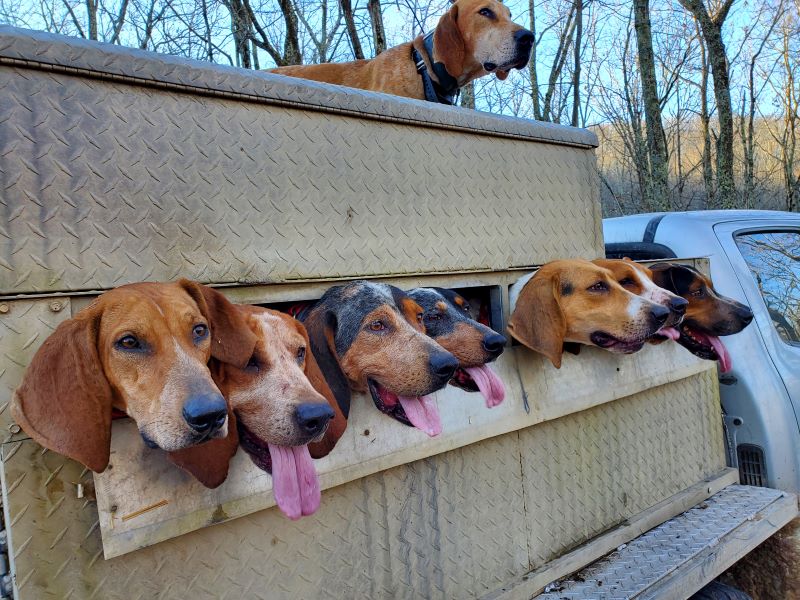 SILENCERCO BEAR STORY BEAR DOGS