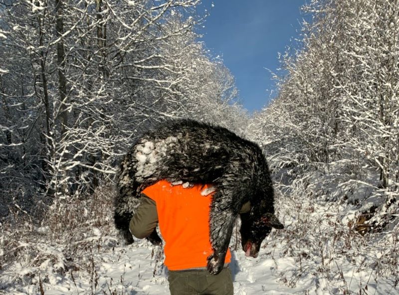 SILENCERCO BEAR STORY KISH WITH BEAR PIC