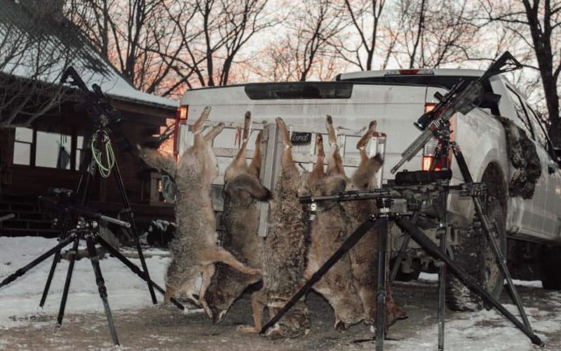 West Virginia eastern coyotes (Connor Boothe photo)