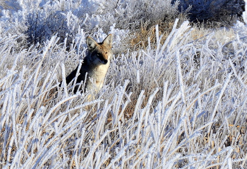 Eastern coyote