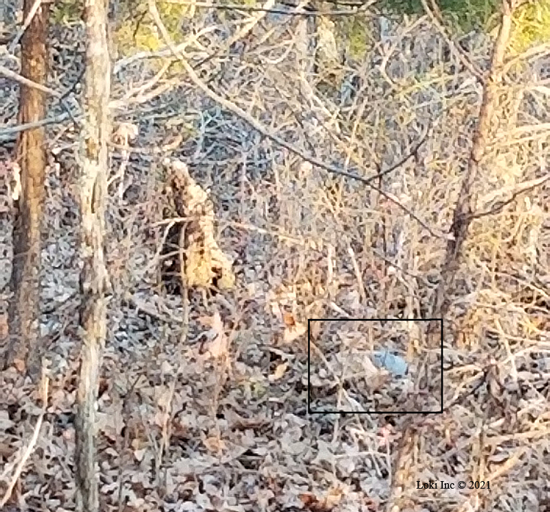 Armadillo close distance view with box
