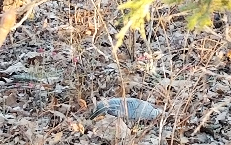 Armadillo up close Hoover hogs