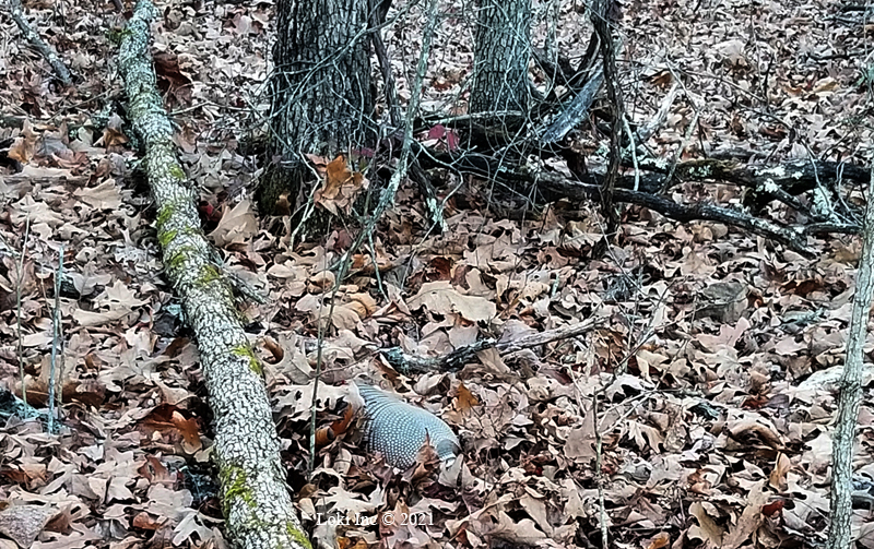 Hoover hog in the leaves