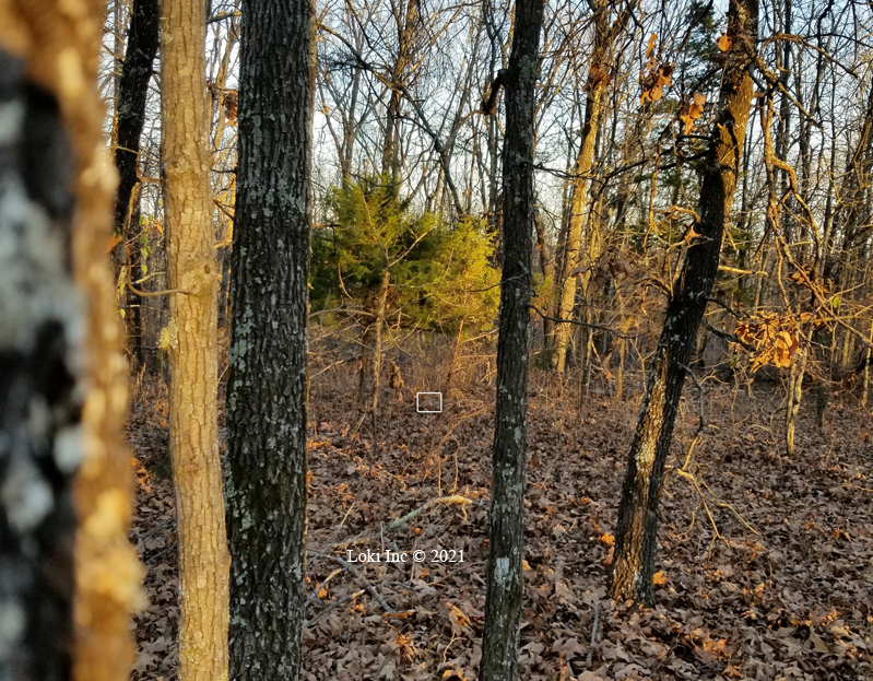 Armadillo long distance view Hoover hogs