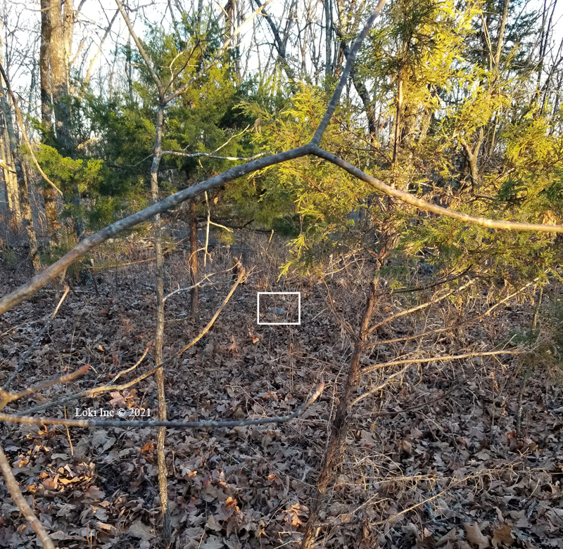 Armadillo medium distance view