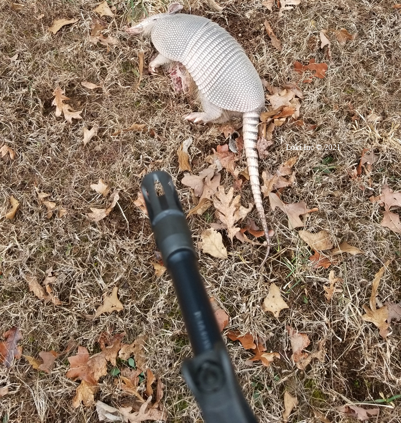 M&P-15 with dead armadillo