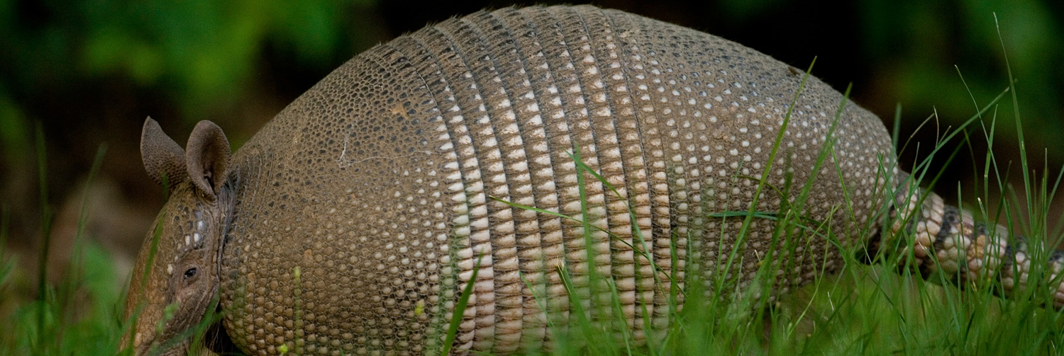 Read more about the article Hunting Hoover Hogs with the Harvester