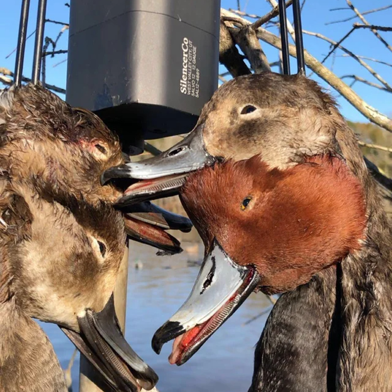 SilencerCo Salvo 12 suppressor with four harvested ducks