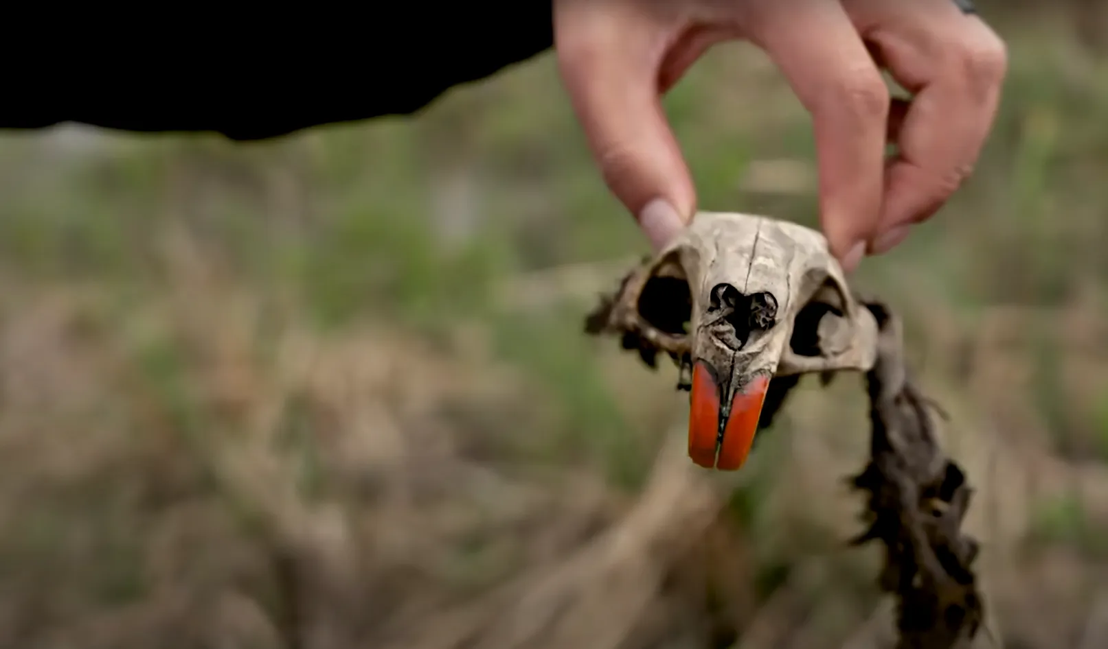 nutria skull with orange teeth