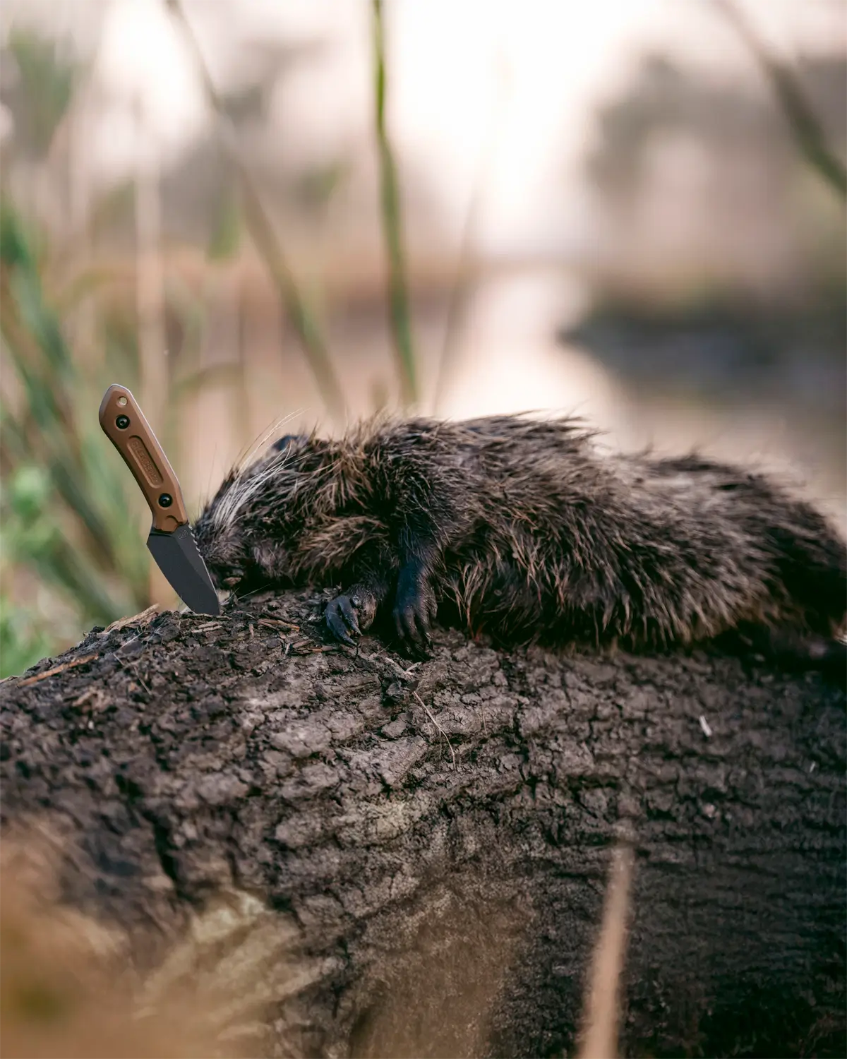 SilencerCo X Schwarz Overland Sport - Image 6